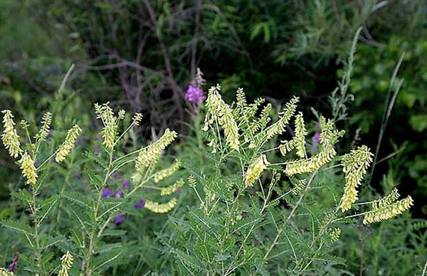 黃芪 湖北億雄祥瑞藥業(yè)股份有限公司